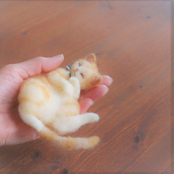 和カップ猫きなこ●10.5cm★全国発送一律４００円 14枚目の画像