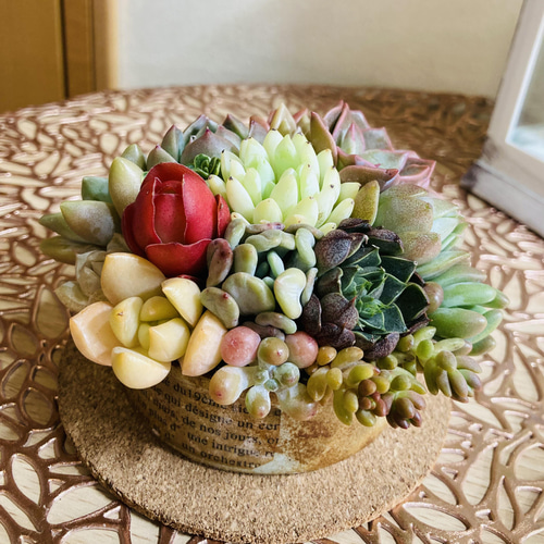 No.147☆アンティークリメ缶に多肉寄せ植え☆5月15日までの出品