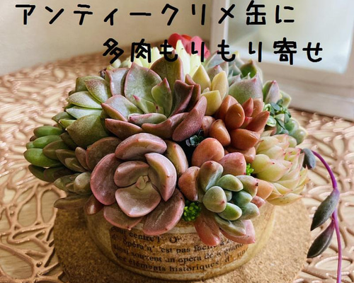 ❤︎アンティークRose❤︎beautiful potリメイク鉢　リメ缶花苗多肉植物 91707877f951e3d9dfa8c57b4cf30c