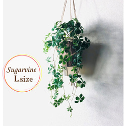 【当店人気No.1】ボリュームいっぱい♡シュガーバイン　ハンギング　アロマ鉢　 4号　受け皿付き　壁掛け　インテリア 2枚目の画像