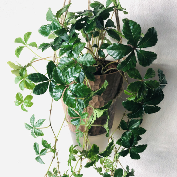 【当店人気No.1】ボリュームいっぱい♡シュガーバイン　ハンギング　アロマ鉢　 4号　受け皿付き　壁掛け　インテリア 6枚目の画像