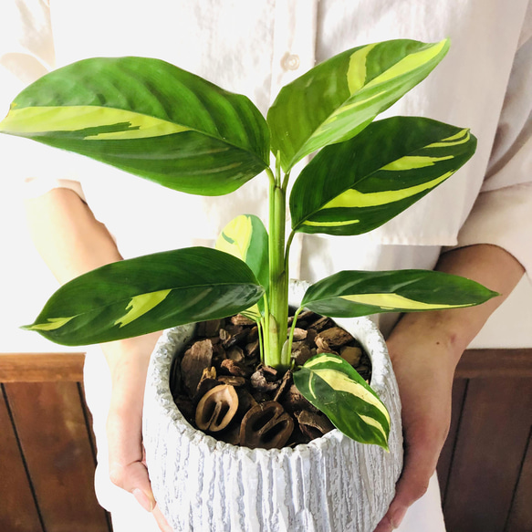 南国plants☆クテナンテ　ルベルシアーナ　5号　丸型陶器鉢　受け皿付き 観葉植物　インテリア 2枚目の画像