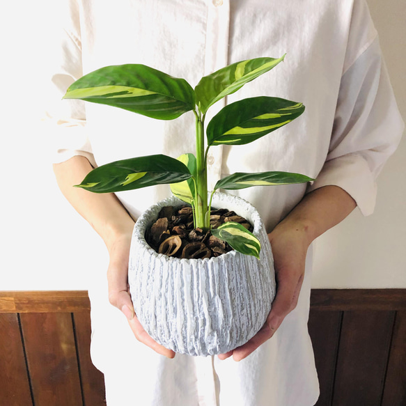 南国plants☆クテナンテ　ルベルシアーナ　5号　丸型陶器鉢　受け皿付き 観葉植物　インテリア 1枚目の画像