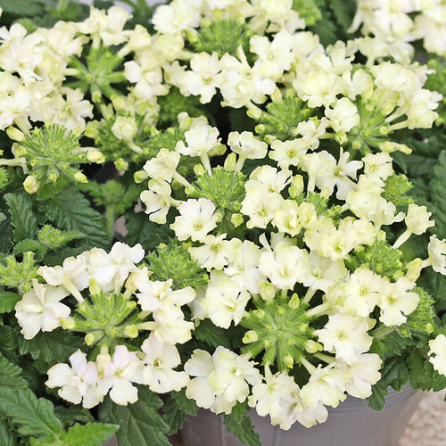 花苗 栄養系 バーベナ バネッサ コンパクト ライム 3.5号 多年草