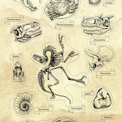 【ステッカー】高質感白底防水貼紙-神奇的化石 White Sticker 第3張的照片