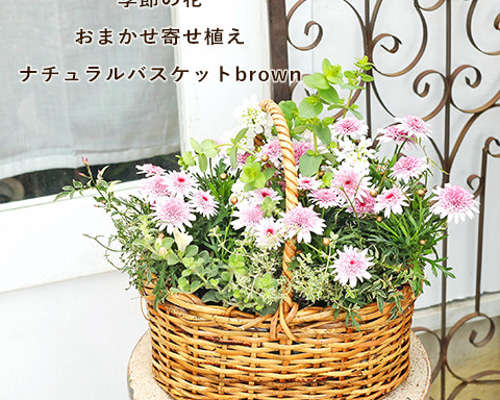 季節の花 おまかせ寄せ植え 木製ナチュラルバスケットbrown アート