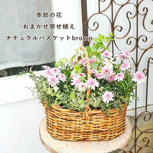 ナチュラルバスケット チューリップ寄せ植え 春 不器用