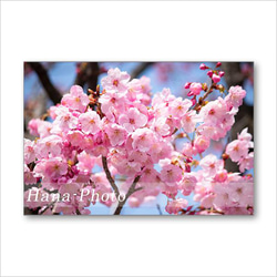 1520）いろいろな桜たち　 ポストカード5枚組 5枚目の画像