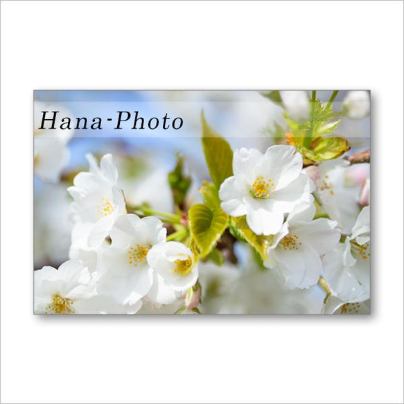 1520）いろいろな桜たち　 ポストカード5枚組 3枚目の画像