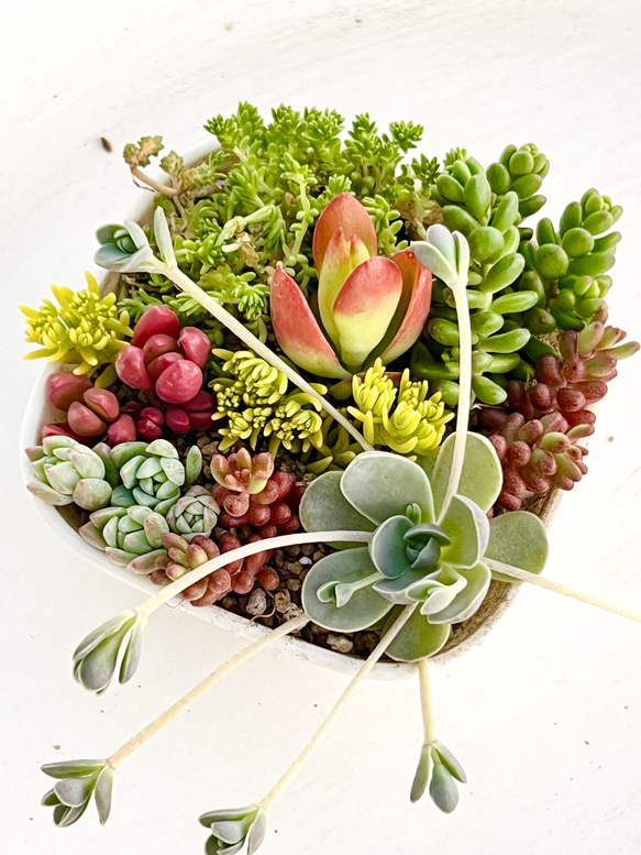 多肉植物 カット苗 気まぐれセット 【公式通販】