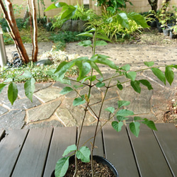 966c55e662b3d8a53ea047b7ef06fa