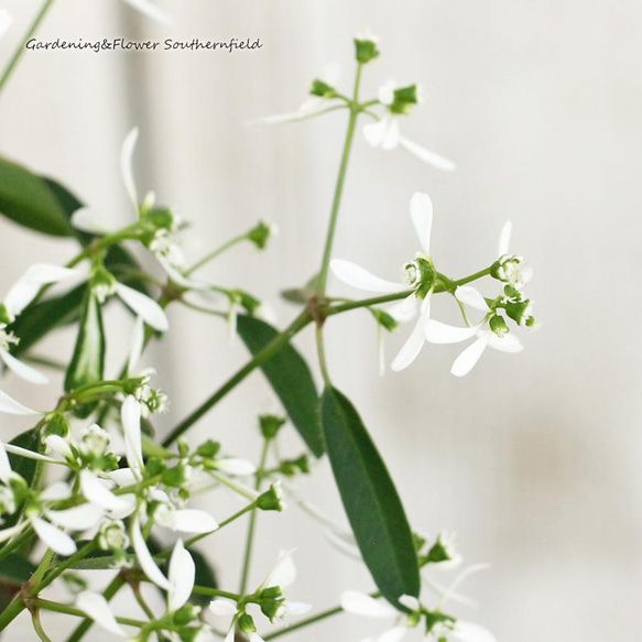 花苗 ユーフォルビア ダイアモンドフロスト 2.5号 白花 多年草 よく咲く 1枚目の画像