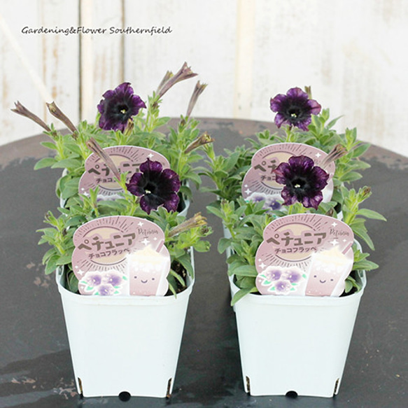 ◆ボリューム満点◆アンティークグリーン　ペチュニア　5号鉢 ラスト!!【ボリューム満点の特大超良株】芳香漂う八重咲き