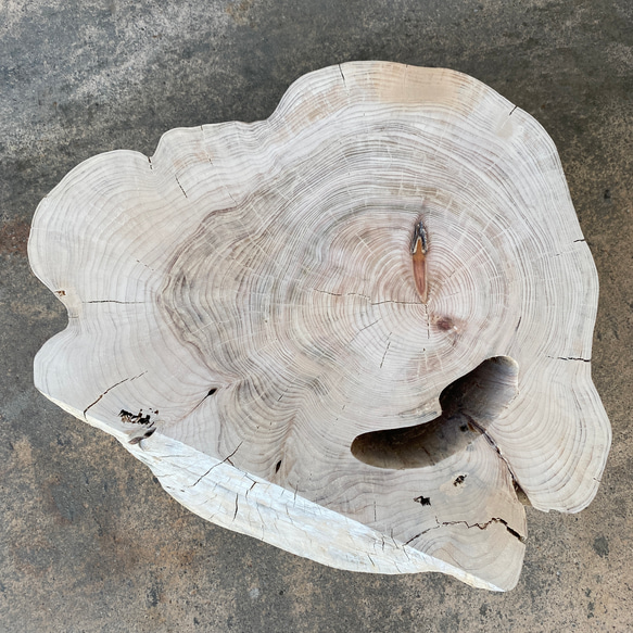 【ヒノキの切り株の造形的置物】テーブル 丸太 椅子 スツール オブジェ ディスプレイ サイドテーブル インテリア 植物 5枚目の画像