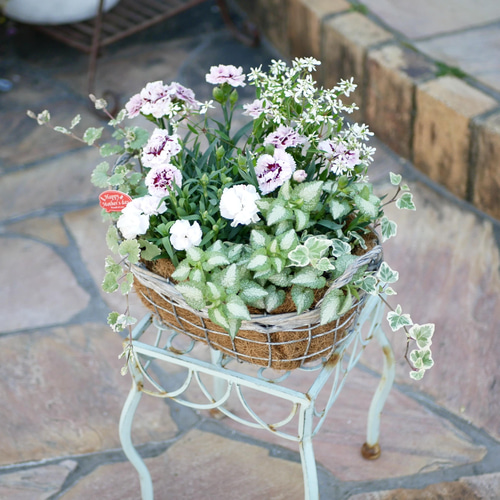心に寄り添う 寄せ植え バニラの香り アロマ ダイアンサス