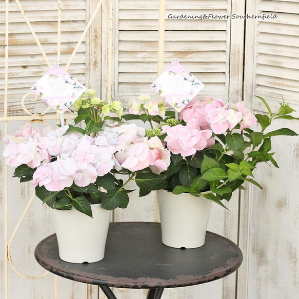 花鉢 アジサイ フレンチボレロ 5号(15cm) ハイドランジア 新品種 側芽