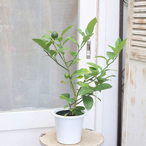 レモンの木 高さ約2m（既に実をつけた木です）鉢植えです。鉢のままお