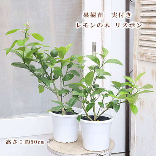 斑入りレモン 果樹 実が付き 鉢ごと発送 【公式通販】