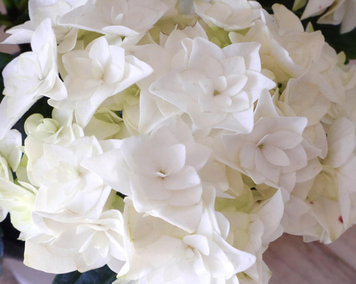 SPINGEAR - Hydrangea CATTLEYA