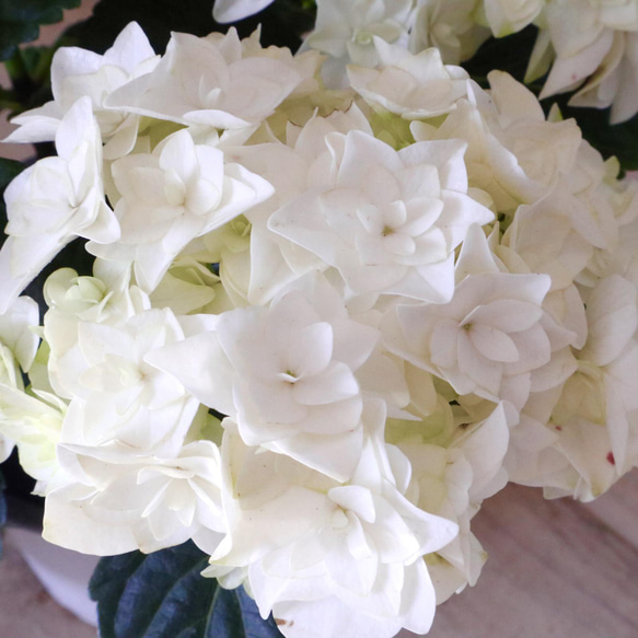 ハイドランジア カトレア 販売中 - (株)東京オーキット・ナーセリー