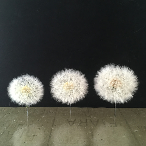 タンポポ綿毛ドライフラワー2025年産 ボトルフラワー【送料一部負担