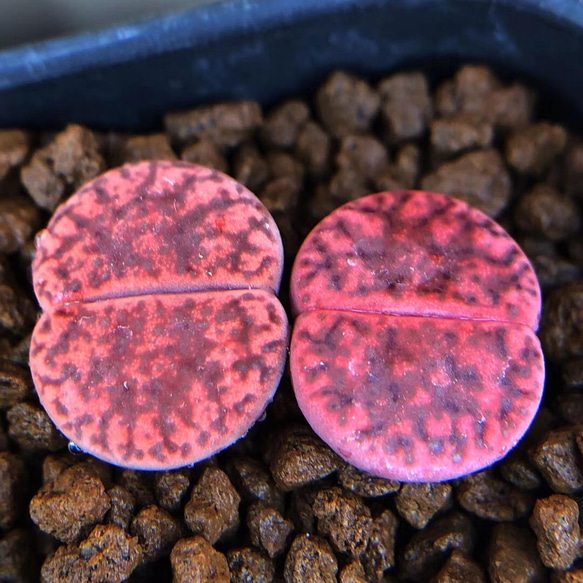 多肉植物 リトープス Embers 紫石榴玉 1.2cm以上 抜き苗 2苗 多肉植物 リトープス Embers 紫石榴玉 1.2cm以上 抜き苗 2苗