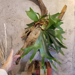 F1505　コウモリラン　ビフルカツム　流木仕立て　植物 　置物　オブジェ　 6枚目の画像