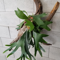 F1505　コウモリラン　ビフルカツム　流木仕立て　植物 　置物　オブジェ　 10枚目の画像
