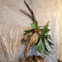 F1505　コウモリラン　ビフルカツム　流木仕立て　植物 　置物　オブジェ　 1枚目の画像