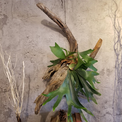 F1505　コウモリラン　ビフルカツム　流木仕立て　植物 　置物　オブジェ　 7枚目の画像