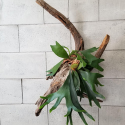 F1505　コウモリラン　ビフルカツム　流木仕立て　植物 　置物　オブジェ　 9枚目の画像