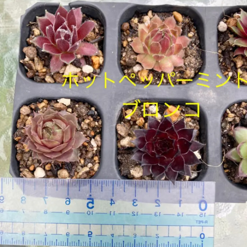 若葉 赤系名無し センペルビウム 多肉植物 抜き苗 根付き 若葉様専用 赤系名無し センペルビウム 多肉植物 抜き苗 根付き 【公式