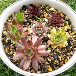 sold 多肉植物 抜き苗 元気苗 多肉植物 センペルビウムセット 抜き苗