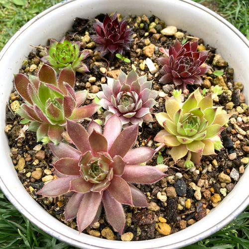 sold 多肉植物 抜き苗 元気苗 多肉植物 センペルビウムセット sold 多肉植物 抜き苗 元気苗 多肉植物 センペルビウムセット
