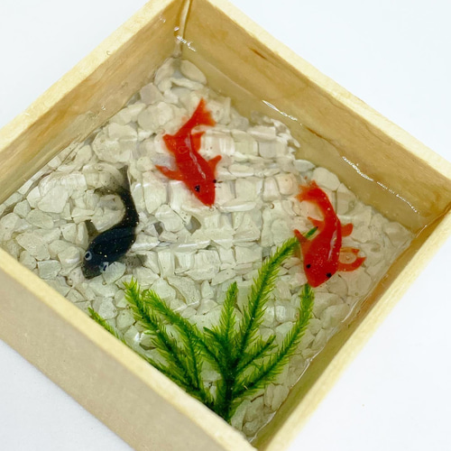 AISO ウグイ　魚の剥製　木製フレーム 約60x40cm 木枠・金魚】レジンアクアリウム 立体・オブジェ Raroko 通販