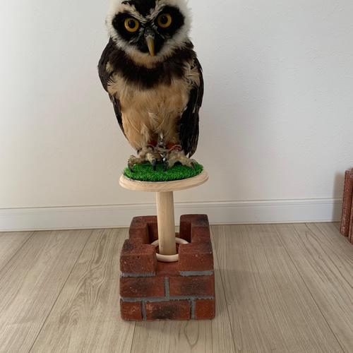 猛禽用ファルコンブロック 砦型 ハウス・小屋 アトリエぽっくる