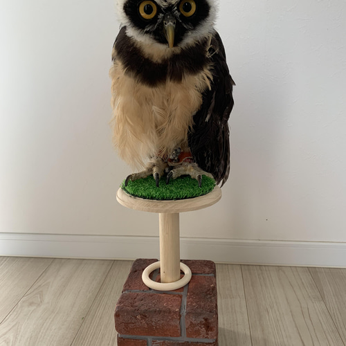 猛禽用ファルコンブロック 2way ハウス・小屋 アトリエぽっくる 猛禽用ファルコンブロック 2way ハウス・小屋 アトリエぽっくる
