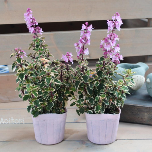 ヘミジギア*ピンクサファイア* その他インテリア雑貨 Garden Aoitori