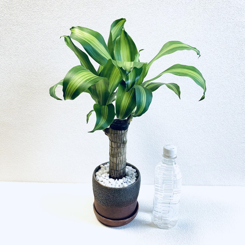 ドラセナ　幸福の木　陶器鉢 観葉植物]幸福の木 (ドラセナ マッサンゲアナ) 高陶器鉢