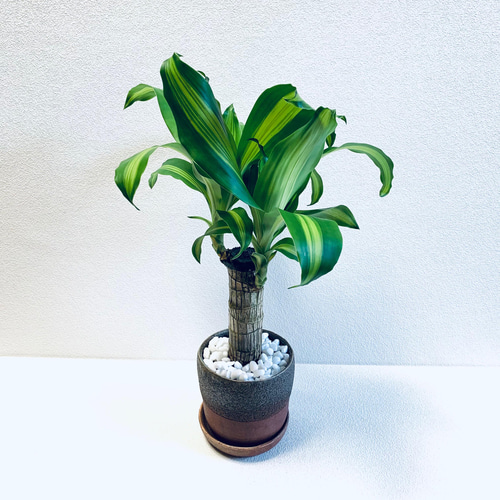 ドラセナマッサンゲア　観葉植物 楽天市場】観葉植物 ドラセナ マッサンゲアナ 5号鉢 幸福の木