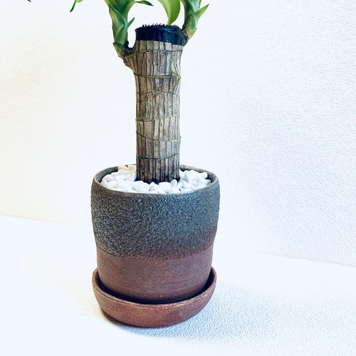 ドラセナ マッサン ゲアナ 幸福の木 鉢植え 陶器 観葉植物 その他