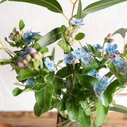 【花瓶&ユーカリとブルースター】ブルーグレーのおしゃれな花瓶、ブルースターとユーカリの花束 3枚目の画像