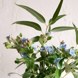 【花瓶&ユーカリとブルースター】ブルーグレーのおしゃれな花瓶、ブルースターとユーカリの花束 4枚目の画像