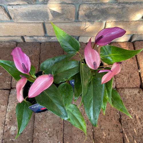 観葉植物＊アンスリウム アンドレアナム「ジゾー」 その他素材 Comu