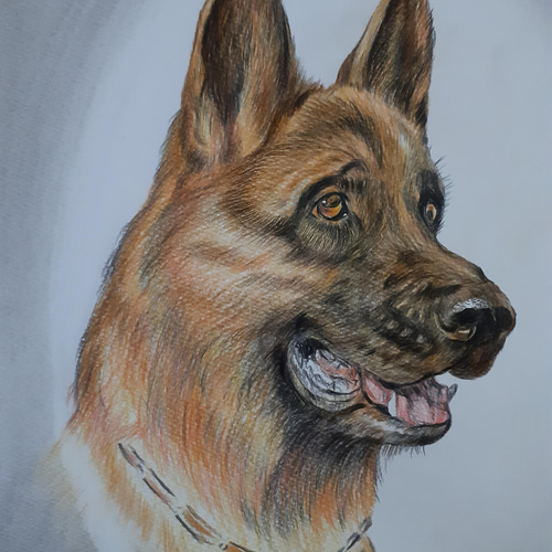 色鉛筆画 ジャーマンシェパード 絵画 makochin 通販 13778443