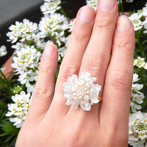 イベリスのフラワーリング》本物のお花＊ 13号フリーサイズ