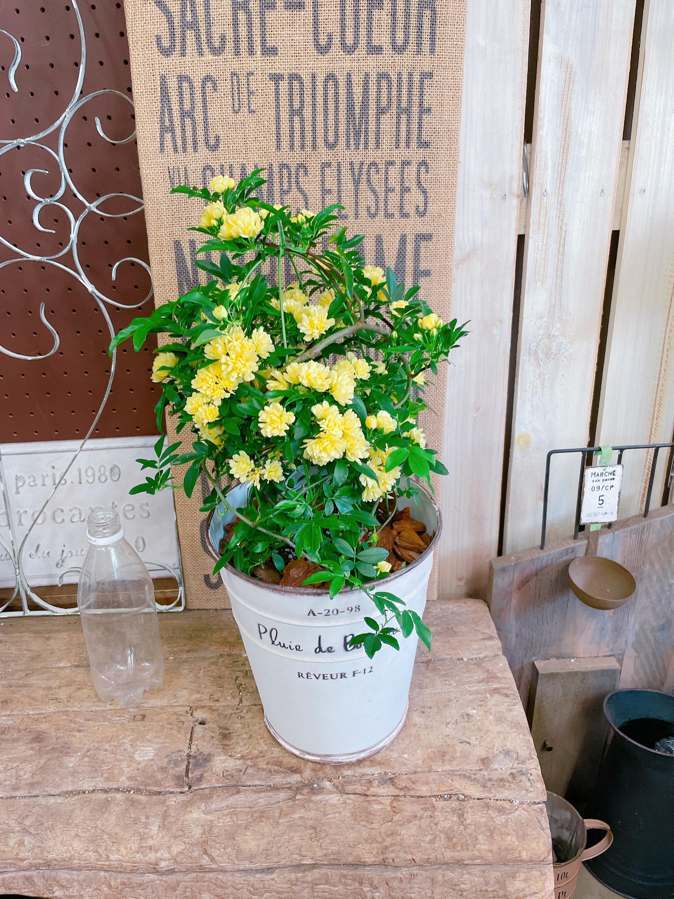 ミニ薔薇　モッコウバラ　白花　盆栽　まるり鉢 ミニ薔薇 モッコウバラ 白花 盆栽 まるり鉢 盆栽