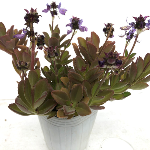 抜き苗全て　ペンテリー ペンテリー プレクトランサス属 多肉植物 多肉植物 spark garden