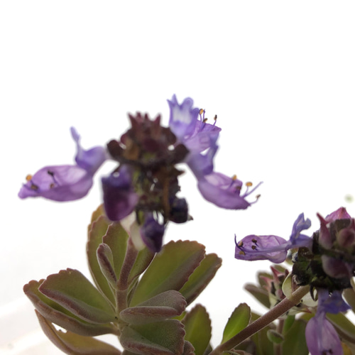 抜き苗全て　ペンテリー ペンテリー プレクトランサス属 多肉植物 多肉植物 spark garden
