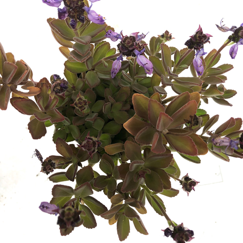 抜き苗全て　ペンテリー ペンテリー プレクトランサス属 多肉植物 多肉植物 spark garden